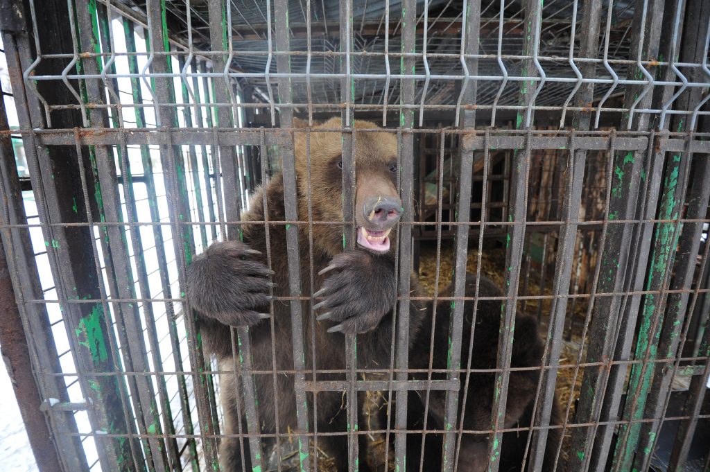 Найденных в Москве медведей примет Липецкий зоопарк