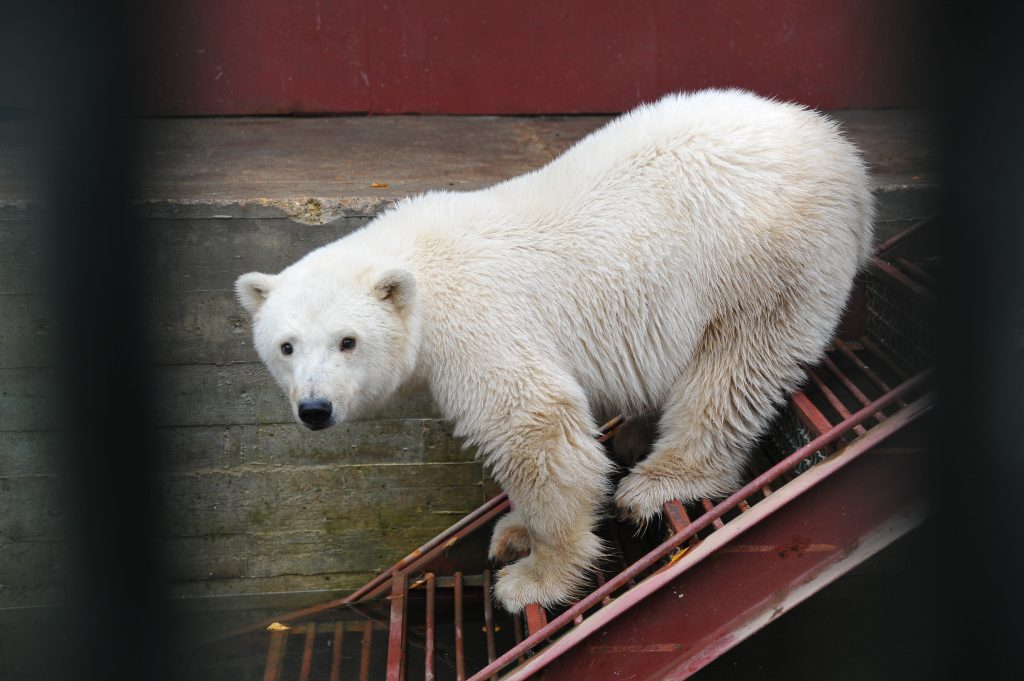 Московский зоопарк поздравит медведей и тигров с Днем святого Валентина