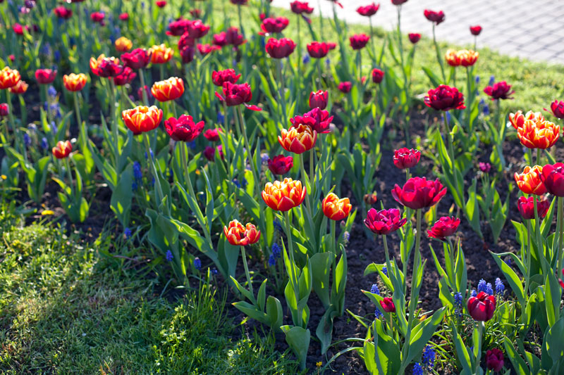 Репетиция весны: «Аптекарский огород» покажет москвичам цветущие тюльпаны и сакуру