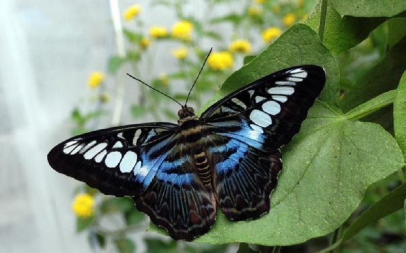 Московский зоопарк объявил о закупке четырех тысяч тропических бабочек