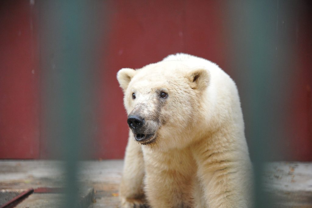 Московский зоопарк подготовил бесплатные экскурсии в честь своего 154-летия
