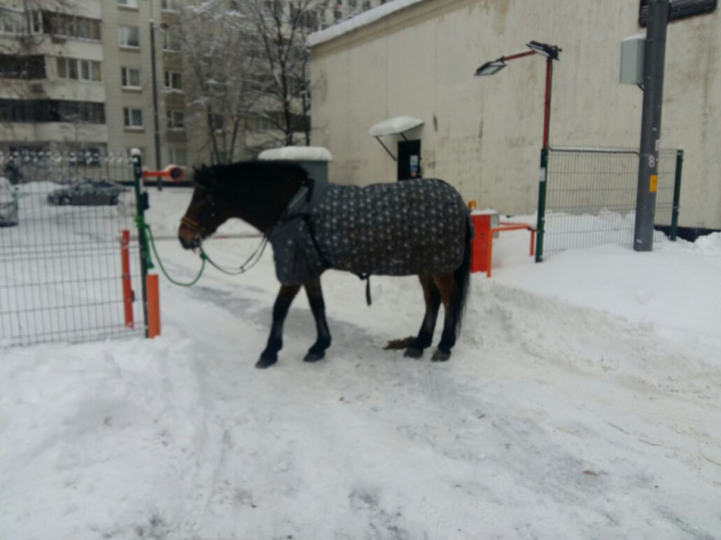 В Москве задержали коня, скачущего по «встречке»