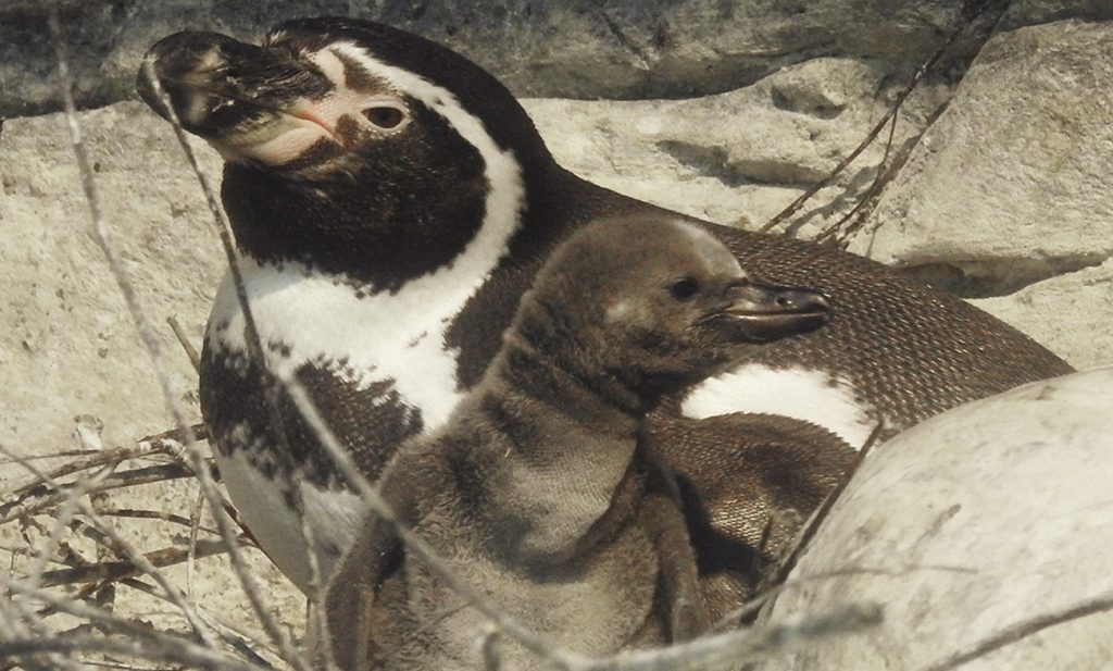 Перуанские пингвинята родились в Московском зоопарке