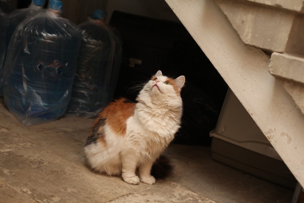 Кошка Маркиза, одна из обитательниц музея. Фото: Татьяна Родионова 