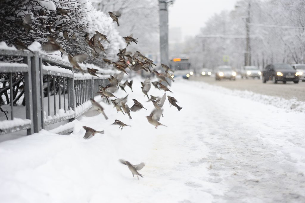Холодать в Москве начнет с 15 марта