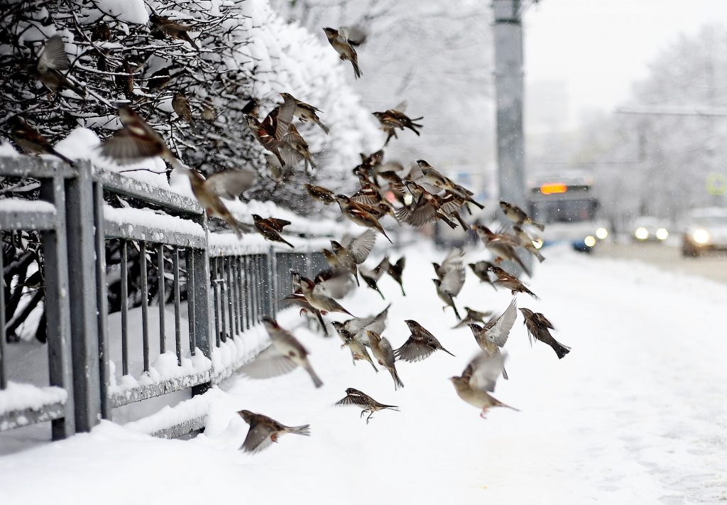 Сильнейший снегопад обрушился на Москву. Фото: архив, «Вечерняя Москва»