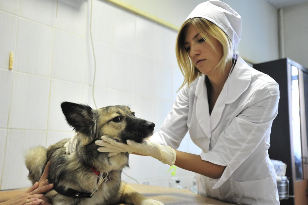 В Москве заболеваемость животных упала втрое