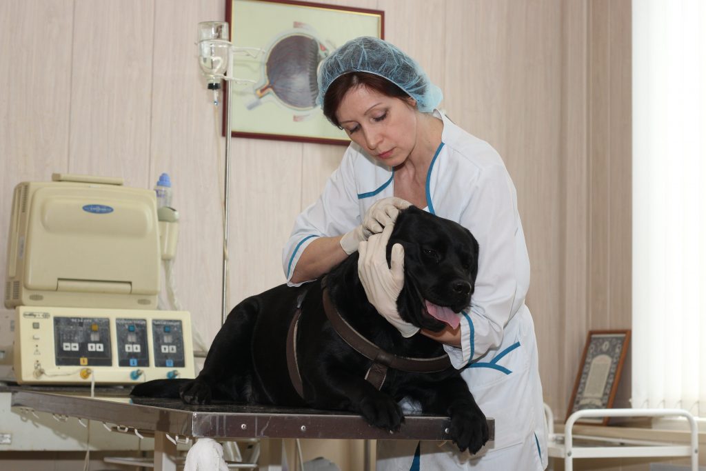 Государственная ветеринарная служба города Москвы информирует
