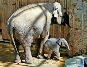Гости смогут увидеть и повзрослевшего слоненка Филимона на прогулке. Фото: Антон Гердо, «Вечерняя Москва» 