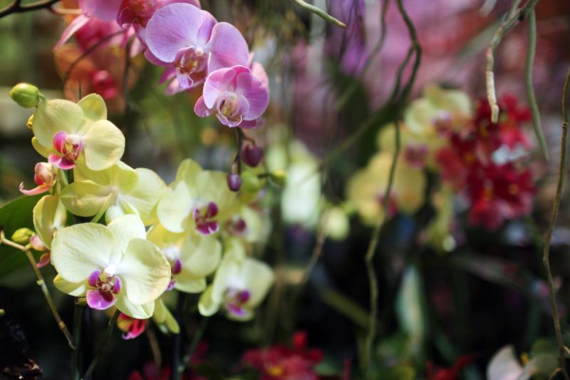 Более 50 орхидей-павлинов и несколько орхидей каланте подарили Ботаническому саду МГУ «Аптекарский огород». Фото: "Вечерняя Москва"