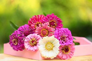 Герберы всегда создают хорошее настроение, но нужно помнить о капризности цветка. Фото: pixabay.com