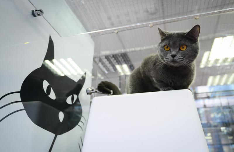 Девятая благотворительная выставка-пристройство кошек из приютов «Каждой кошке нужен дом»
