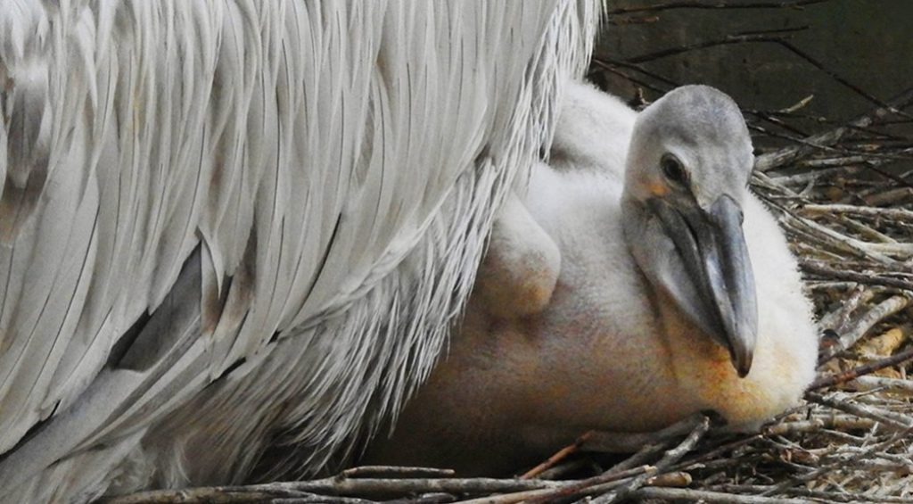 Птенец кудрявого пеликана появился на свет в Московском зоопарке