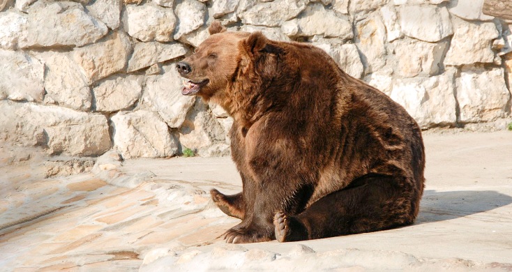 Медведи Московского зоопарка проснулись после зимы