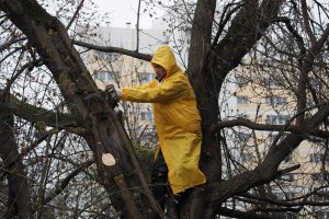 Последствия бури: повалены почти 900 деревьев. Фото: архив, «Вечерняя Москва»