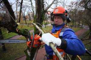 Рабочие провели обрезку деревьев и кустарников в Мещанском районе. Фото: Антон Гердо, «Вечерняя Москва»