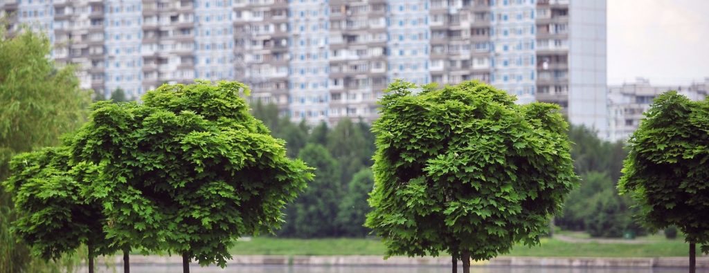 Приглашаем жителей округа принять участие в экологической акции «Миллион деревьев». Фото: mos.ru