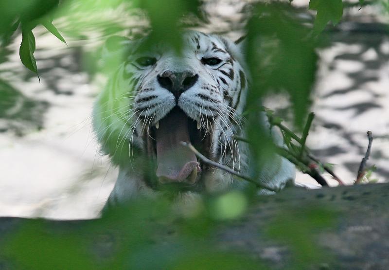 Московский зоопарк подарил Дарвиновскому музею чучело тигрицы