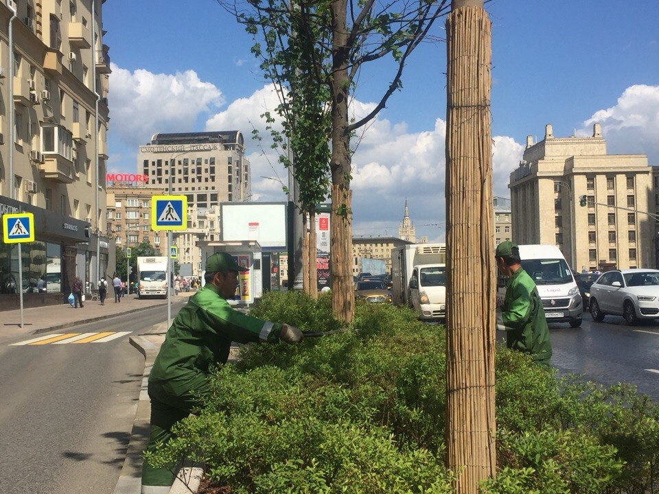 Растения на Смоленском бульваре привели в порядок. Мария Иванова, «Вечерняя Москва»