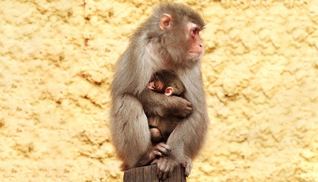 Снежные обезьяны летом: в Московском зоопарке родился детеныш японской макаки