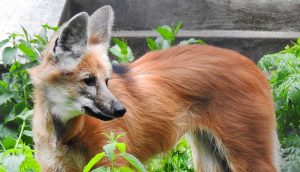 Москвичам покажут и краснокнижную гривистую волчицу. Фото: mos.ru