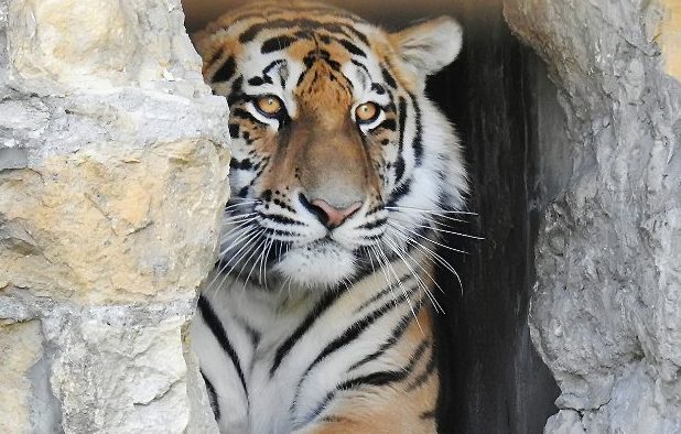 Два амурских тигра появились в Московском зоопарке