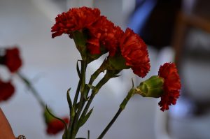 Благотворительная акция «Красная гвоздика» пройдет в парках Центрального округа. Фото: Анна Быкова, «Вечерняя Москва»