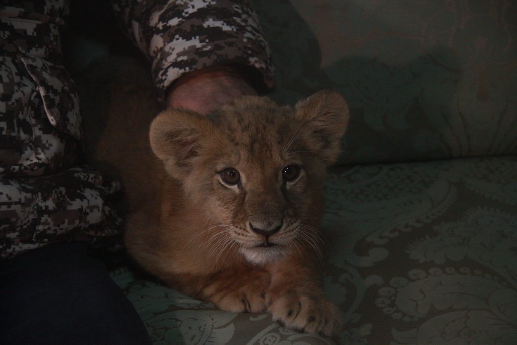 Найденного в Москве льва Лемика доставят в Абаканский зоопарк
