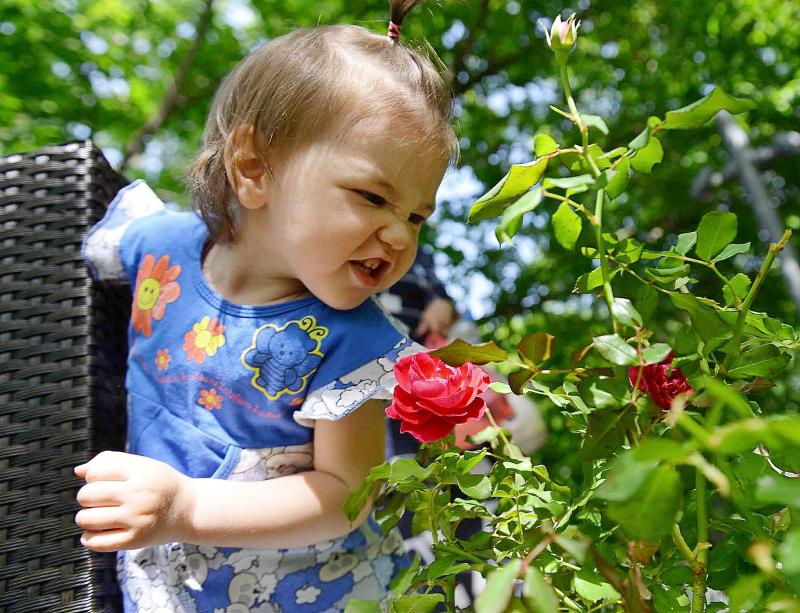 Свыше 2500 кустарниковых роз украсили клумбы Москвы