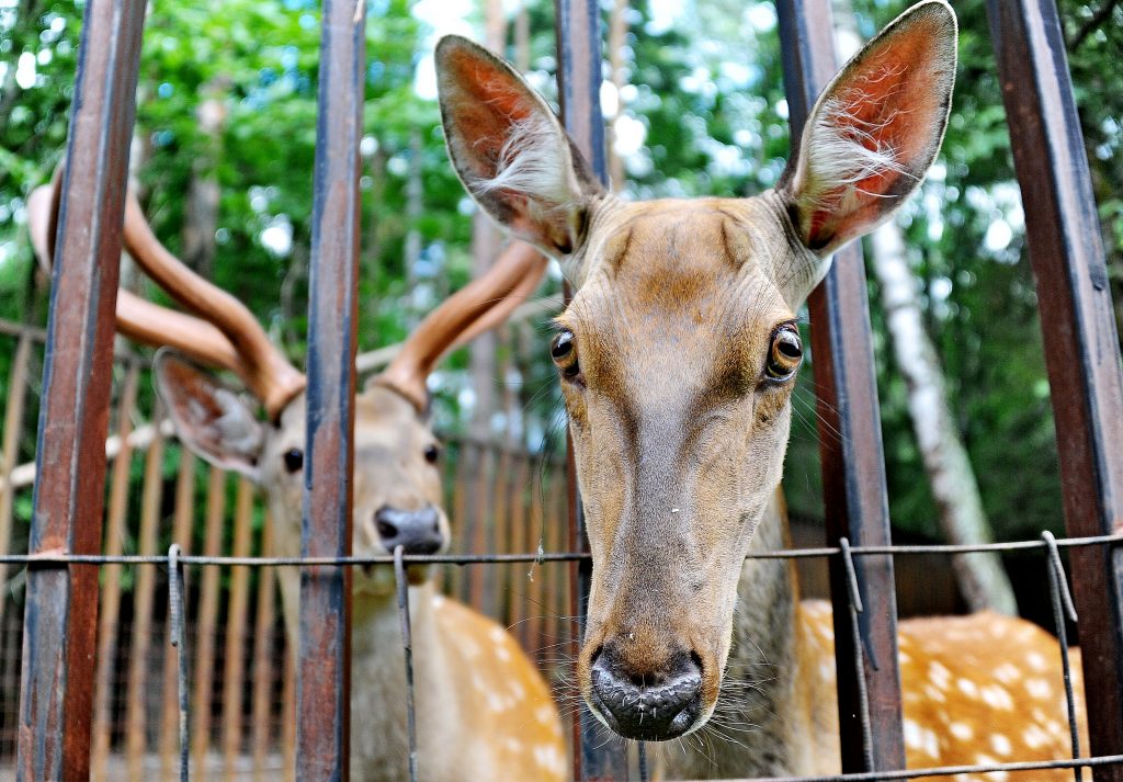 Московский зоопарк пригласил гостей на бесплатные акции