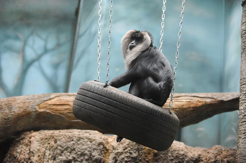 Павильон «Обезьяны» в Московском зоопарке закроют для посещения