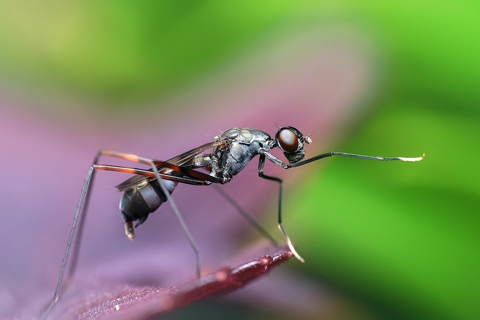 Экологи успокоили москвичей после нашествия летающих муравьев