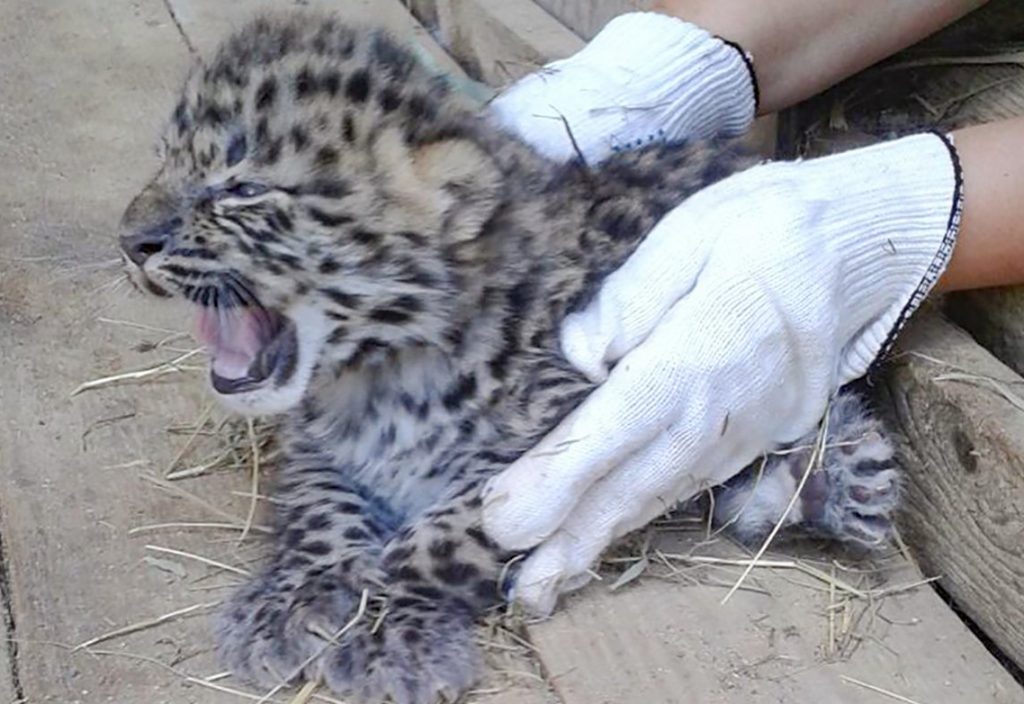 Два котенка амурского леопарда появились на свет в Московском зоопарке