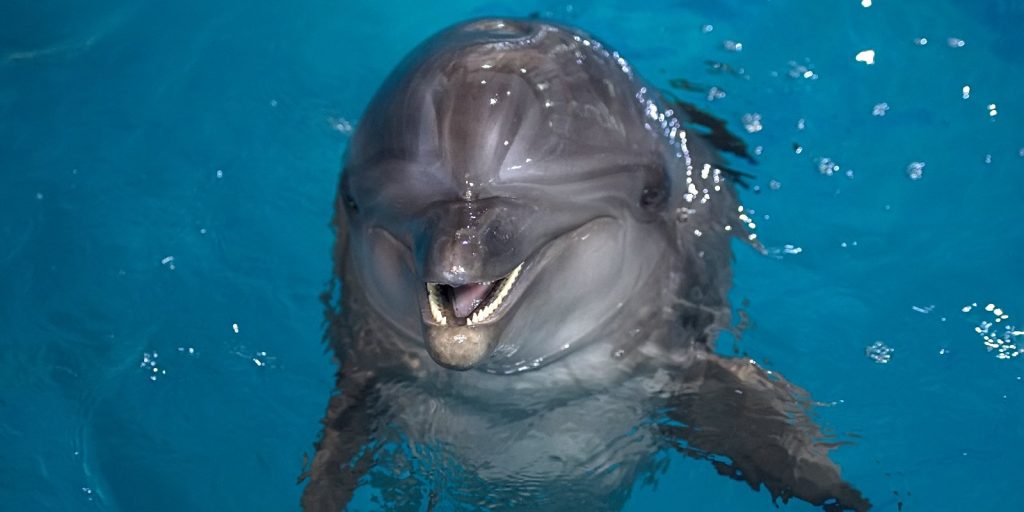 На ВДНХ родился дельфиненок