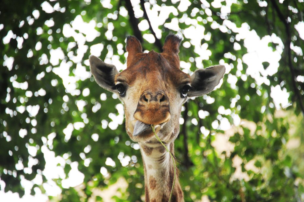 Московский зоопарк отпраздновал юбилей жирафа Самсона