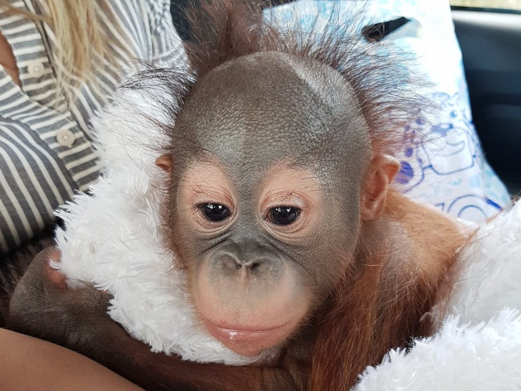 Детеныша борнейского орангутана привезли в Московский зоопарк
