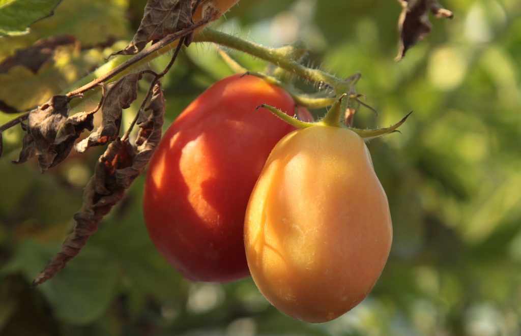 Выращенных помидоров, лука и зелени хватит, чтобы пару месяцев варить супы