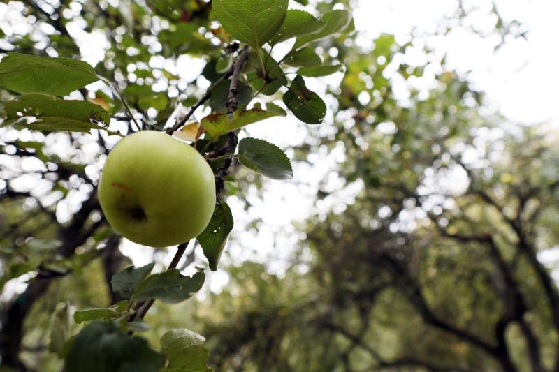 Депутат Басманного района поможет спасти яблоневый сад
