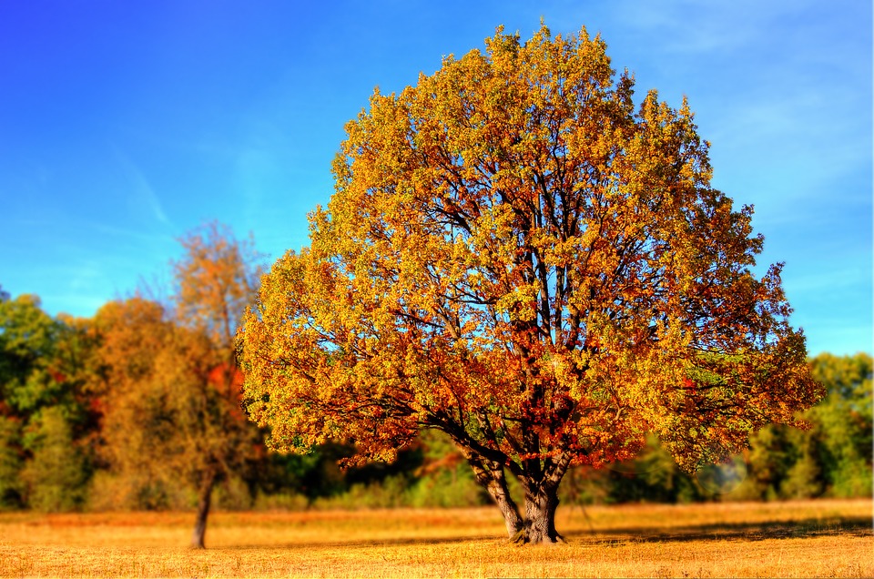 Осеннее настроение. Фото: pixabay.com