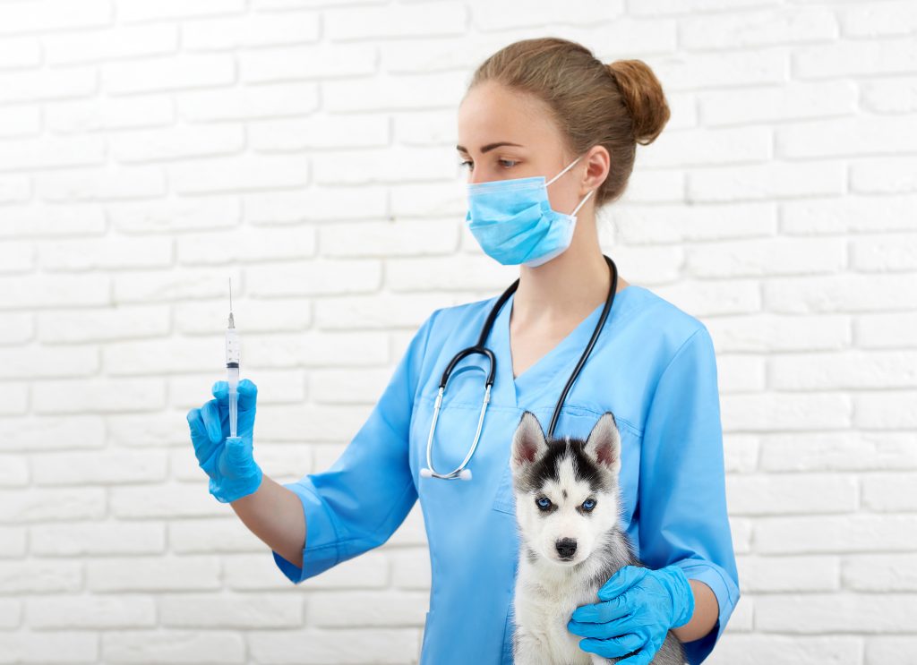 Ветеринар прививает от бешенства собаку по кличке Арки. Делать прививки домашним питомцам нужно ежегодно. Фото: shutterstock