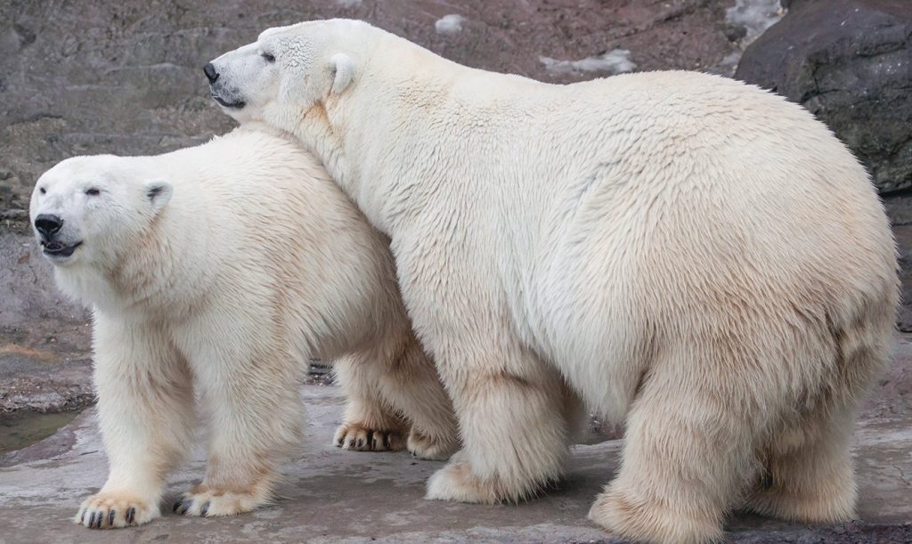 Белые медведи останутся в уличном вольере. Фото: сайт мэра Москвы