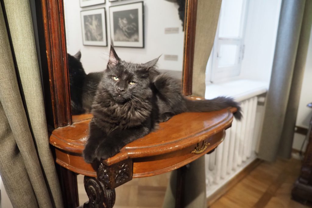 Фотофакт: новый жилец Музея Михаила Булгакова кот Бегемота