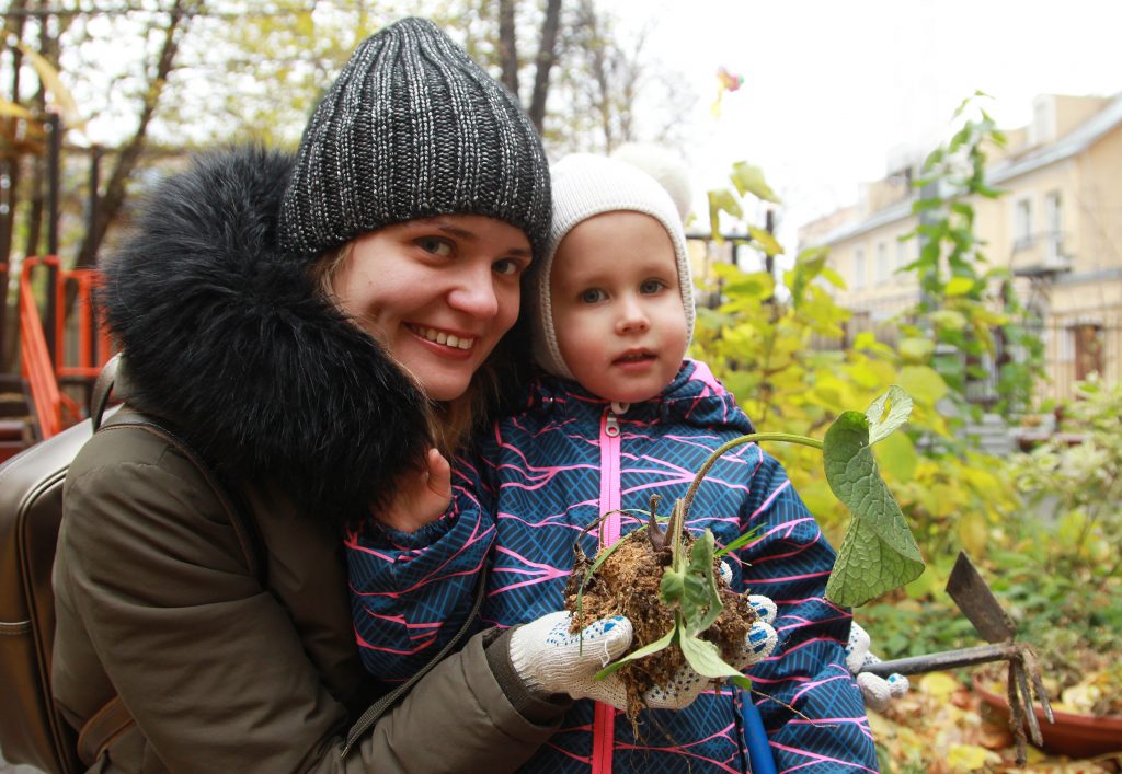 Тюльпаны по осени сажают