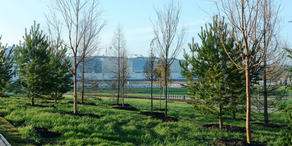 Парк инновационного центра «Сколково» получил еще 400 деревьев