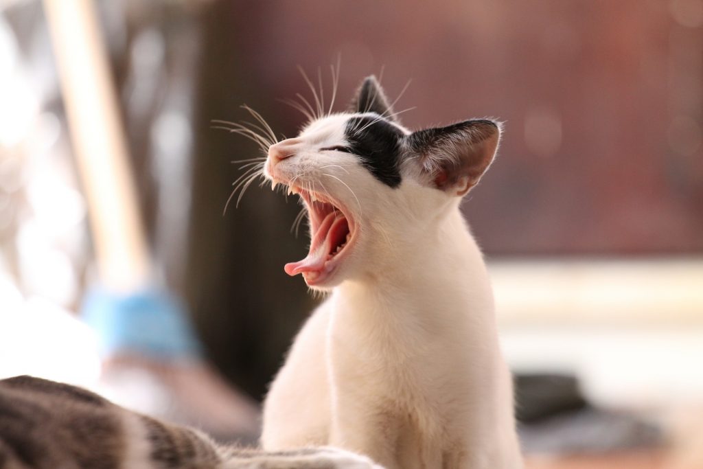 Фильм о кошке покажут в Басманном районе. Фото: pixabay.com