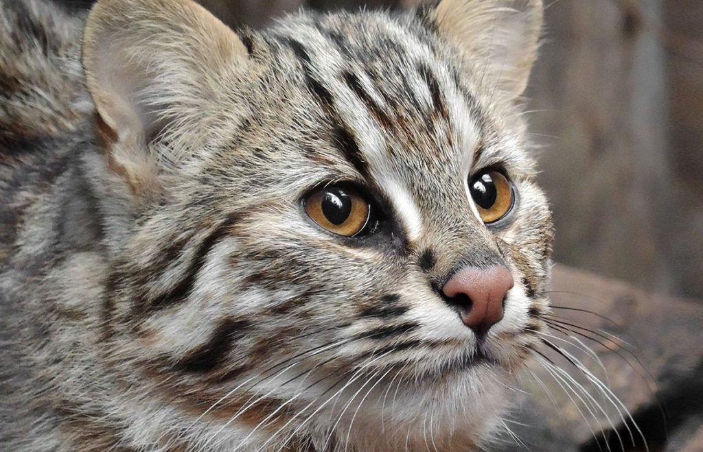 Впервые за 30 лет в Московском зоопарке поселился амурский лесной кот