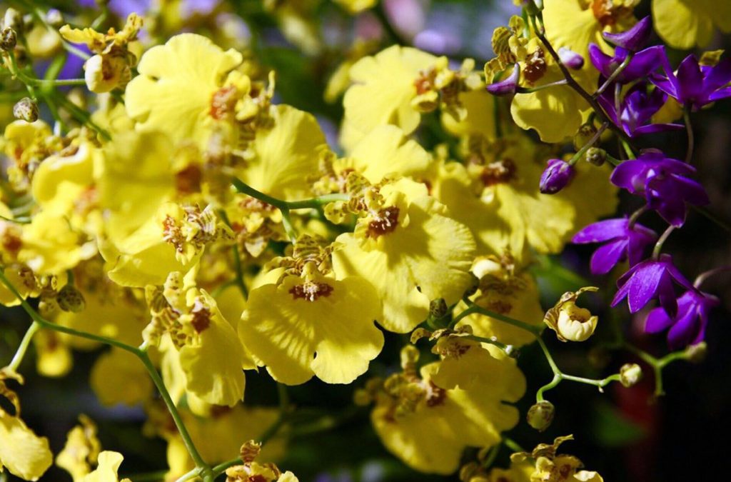 Хищные орхидеи и суккуленты: в Аптекарском огороде стартует фестиваль «Тропическая зима»