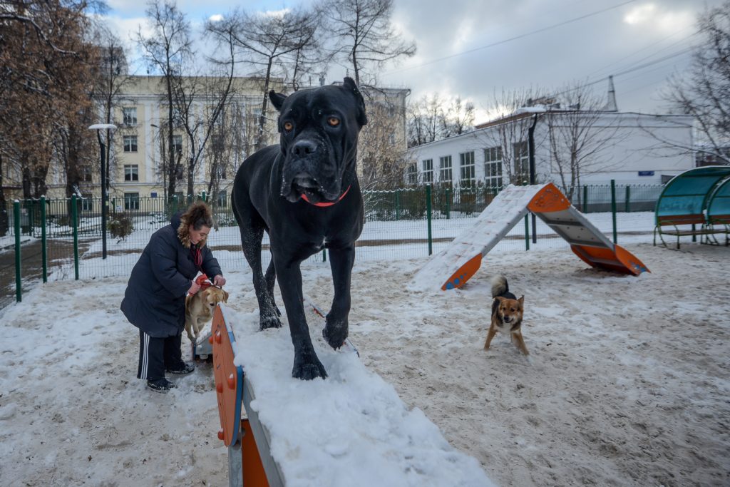 Кане-корсо Лори на собачьей площадке. Фото: Наталия Феоктистова, «Вечерняя Москва»