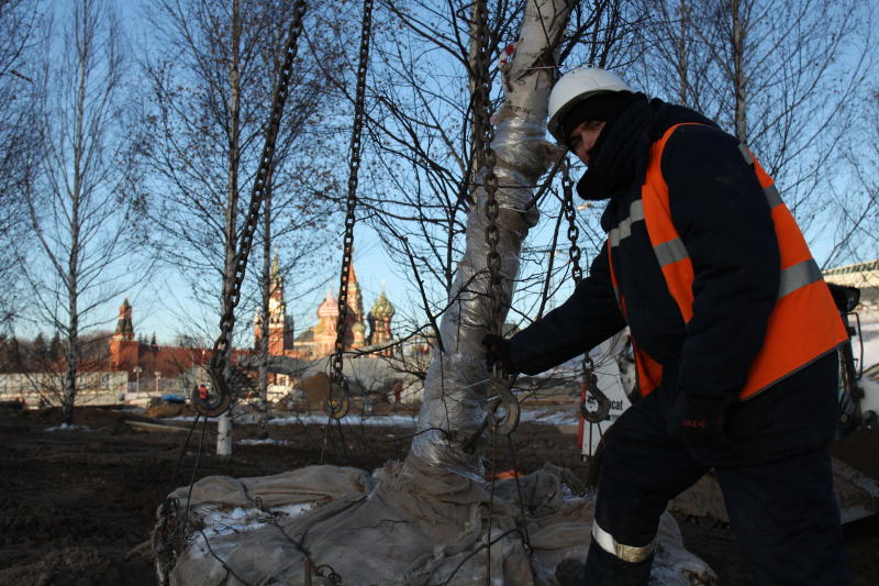Почти 120 деревьев высадили на площади около метро «Улица 1905 года». Фото: Максим Аносов, «Вечерняя Москва»