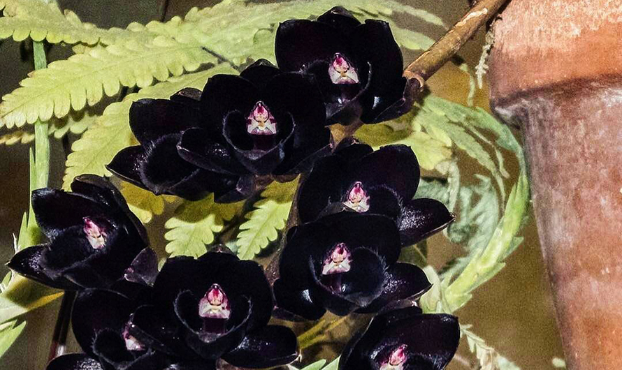 Москвичам покажут самую черную орхидею в мире